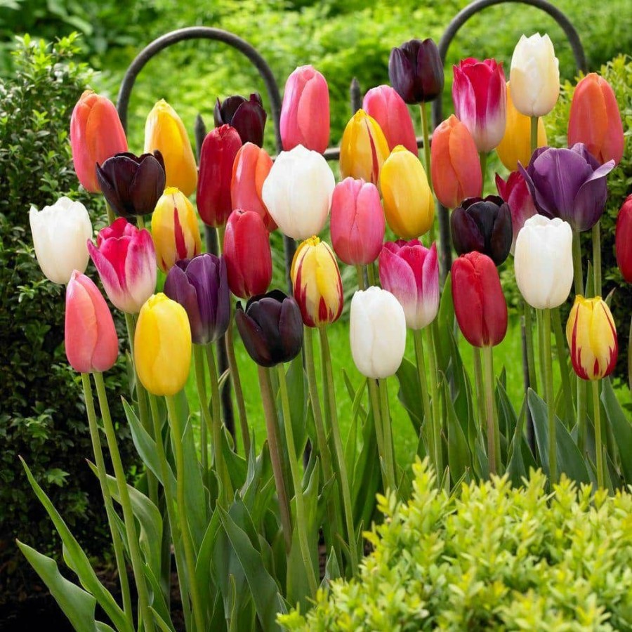 Garden Center * | Bloomsz Single Late Tulip Mix Flower Bulb (10-Pack)