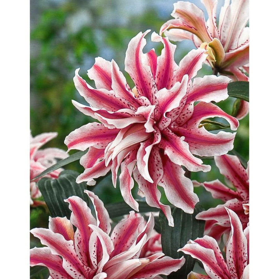 Garden Center * | Bloomsz Award Winning Double Oriental Lily Magic Star Bulbs (3-Pack)