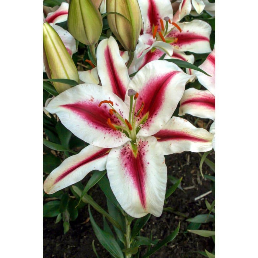 Garden Center * | Bloomsz Hachi Oriental Lilium Bulbs (1-Pack)