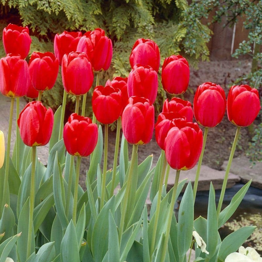 Garden Center * | Bloomsz Darwin Tulip Red Oxford Flower Bulb (8-Pack)