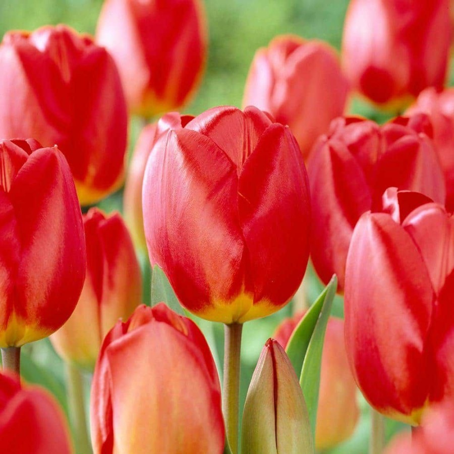 Garden Center * | Bloomsz Darwin Tulip Red Oxford Flower Bulb (8-Pack)