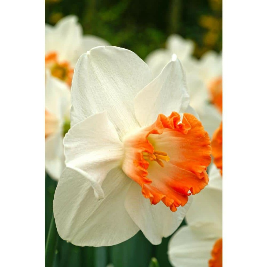 Garden Center * | Bloomsz Narcis Pink Charm Bulbs (8-Pack)