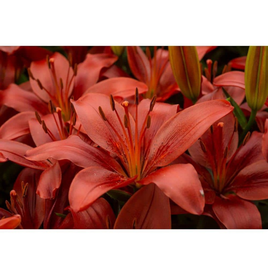 Garden Center * | Bloomsz Matrix Red Asiatic Lilium Bulb (1-Pack)