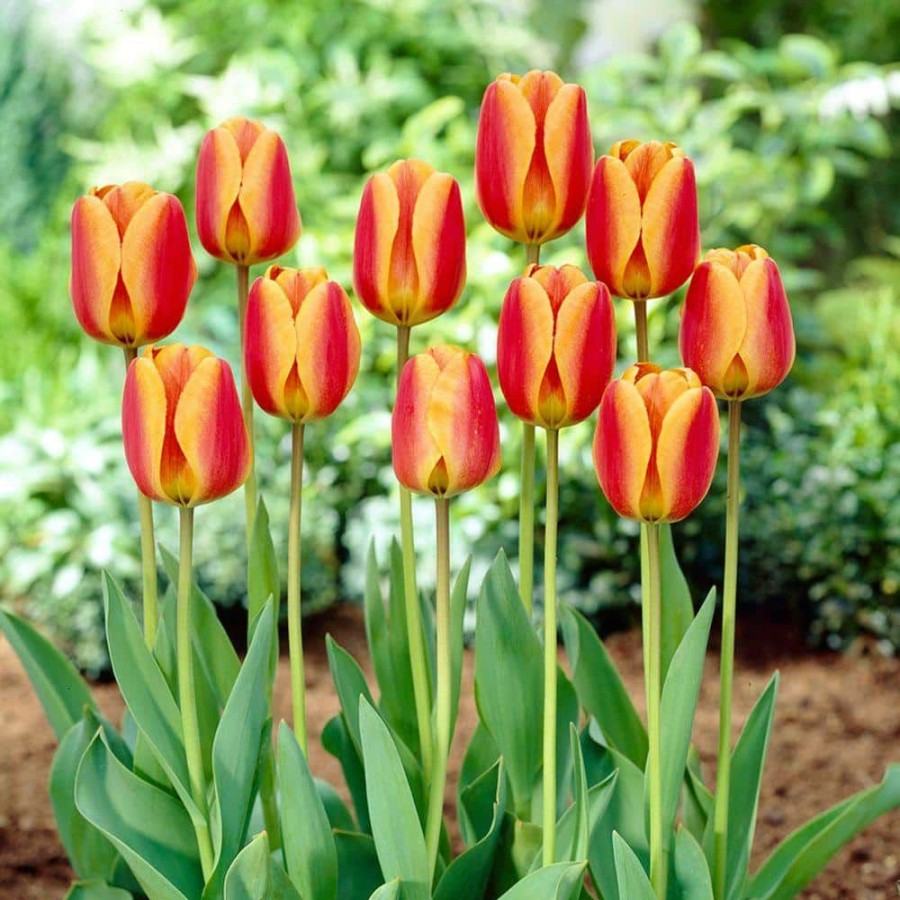 Garden Center * | Bloomsz Darwin Tulip Apeldoorn Elite Flower Bulb (10-Pack)