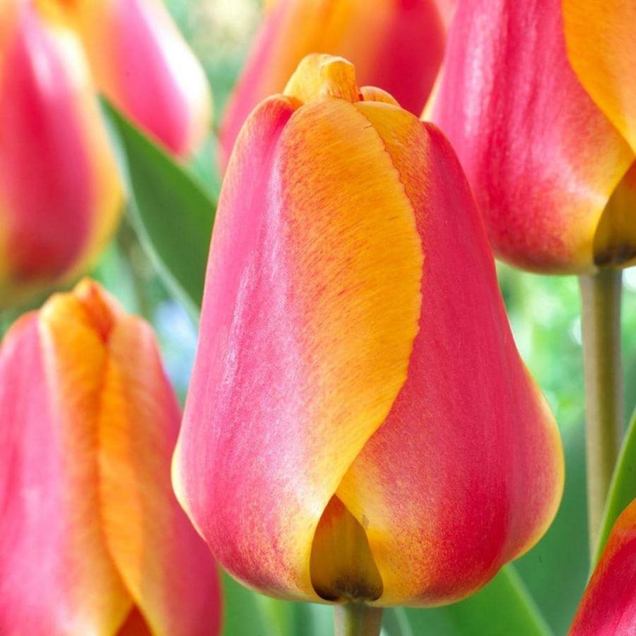 Garden Center * | Bloomsz Darwin Tulip Apeldoorn Elite Flower Bulb (10-Pack)