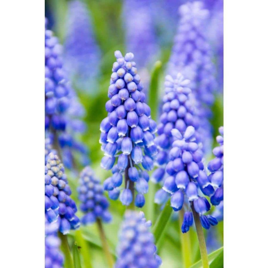 Garden Center * | Bloomsz Muscari Armeniacum (60-Pack)