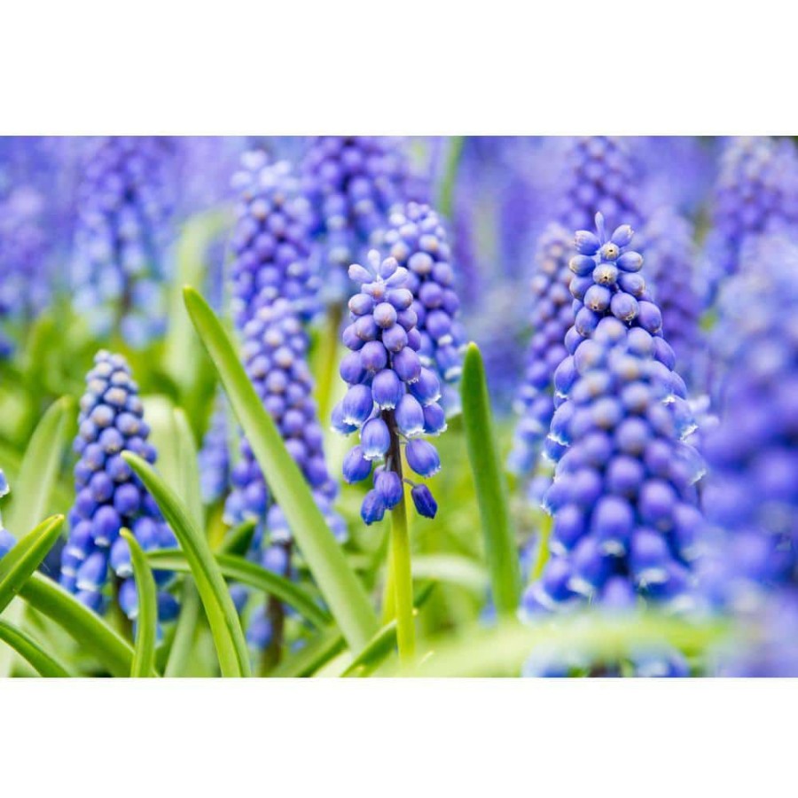 Garden Center * | Bloomsz Muscari Armeniacum (60-Pack)