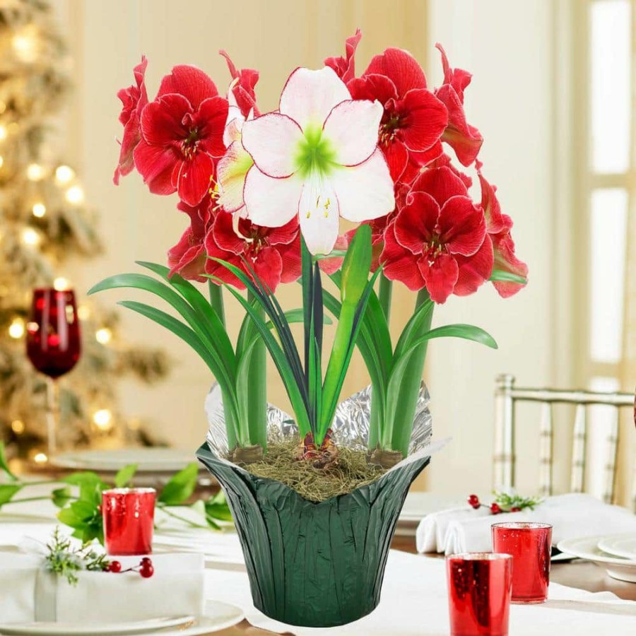 Garden Center * | Gardens Alive! Wonderland Red And White Flowering Amaryllis (Hippaestrum) Three Bulb Kit With 9 In. Pot