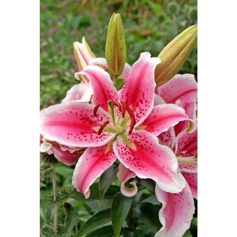 Garden Center * | Bloomsz Stargazer Oriental Lily (3-Pack)