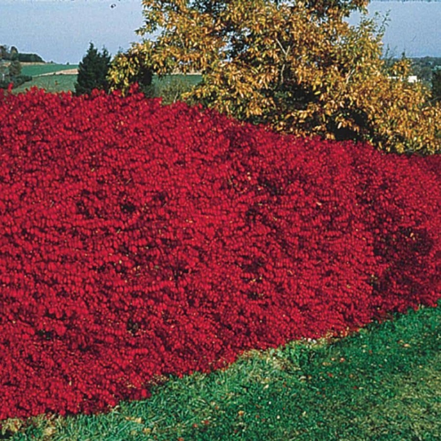 Garden Center * | Gardens Alive! 24 In. To 30 In. Tall Burning Bush (Euonymus) Hedge Kit, Live Deciduous Bareroot Shrubs (3-Pack)