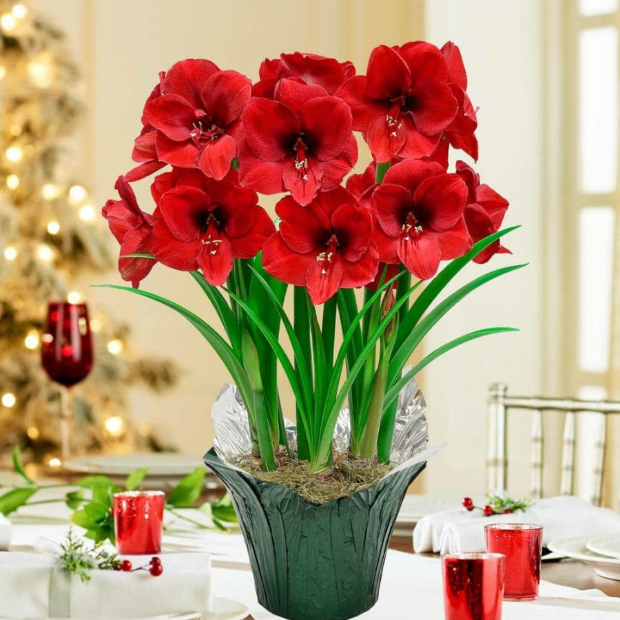 Garden Center * | Gardens Alive! Miracle Red Flowering Amaryllis (Hippaestrum) 3-Bulb Kit With 9 In. Pot