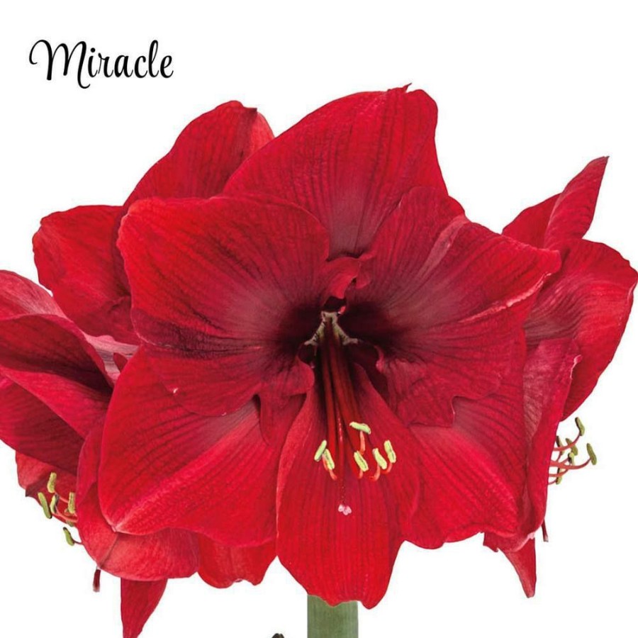 Garden Center * | Gardens Alive! Miracle Red Flowering Amaryllis (Hippaestrum) 3-Bulb Kit With 9 In. Pot