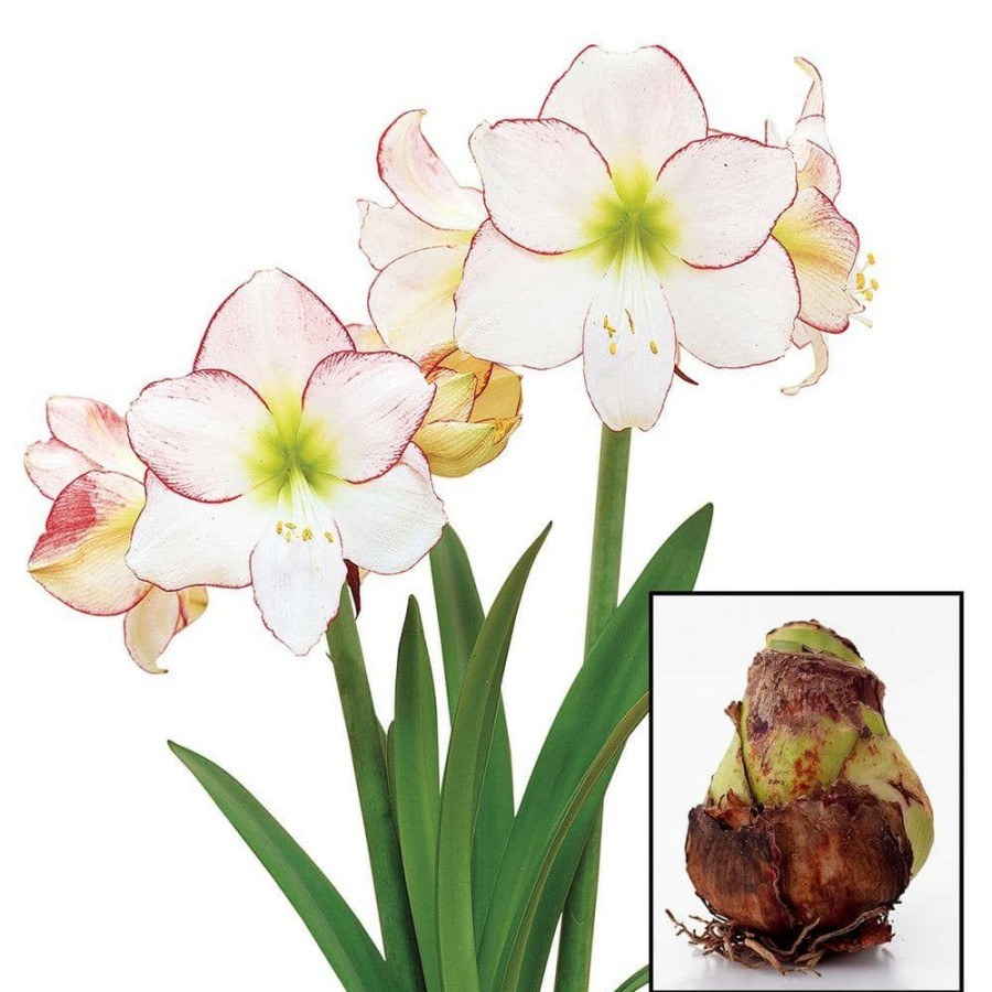 Garden Center * | Gardens Alive! Picotee Amaryllis (Hippeastrum) Dormant Flowering Bulb (1-Pack)