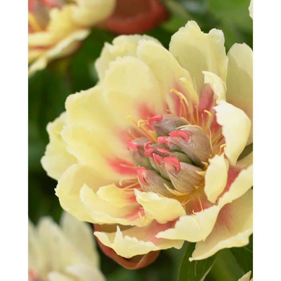 Garden Center * | Bloomsz Border Charm Peony Roots