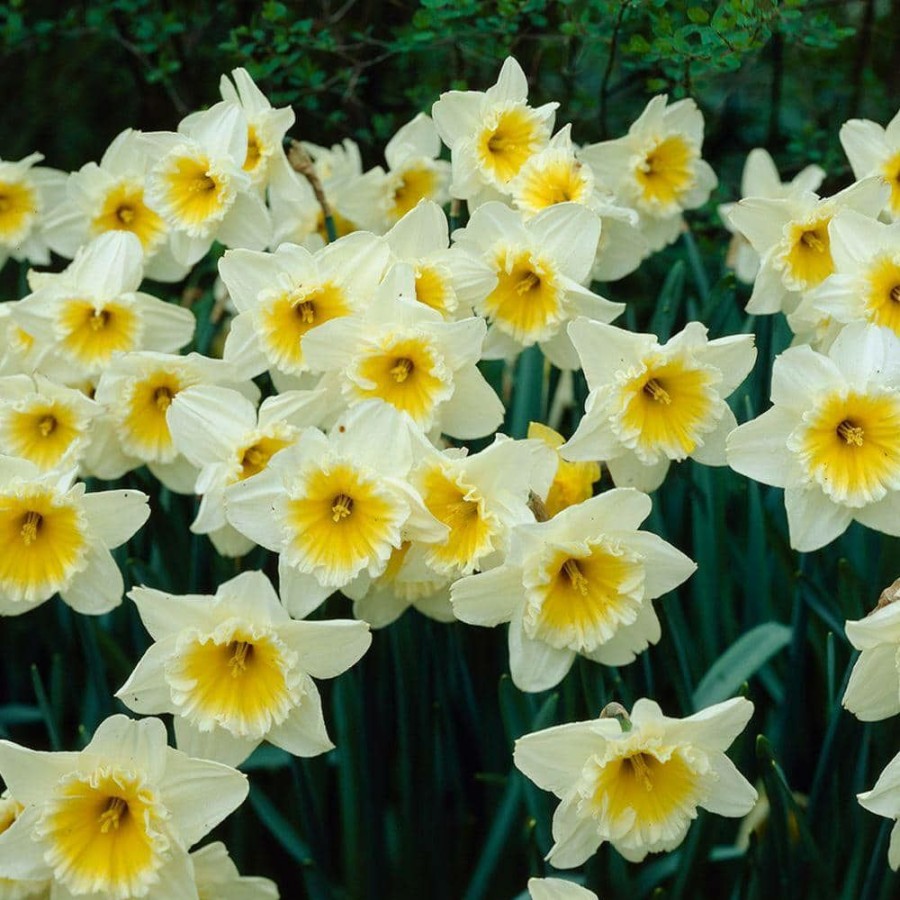 Garden Center * | Bloomsz Daffodil Ice Follies Flower Bulb (8-Pack)