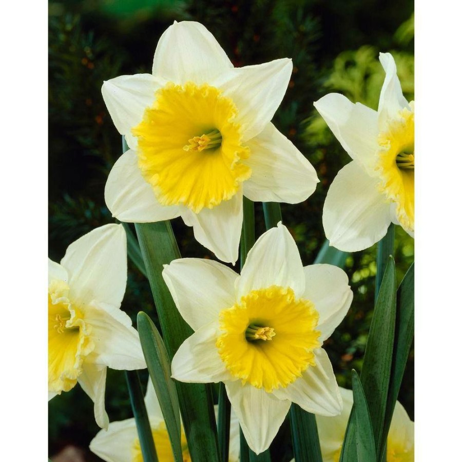 Garden Center * | Bloomsz Daffodil Ice Follies Flower Bulb (8-Pack)