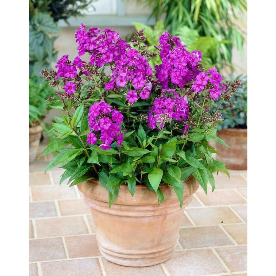 Garden Center * | Bloomsz Phlox Nicky Tall (Pack Of 3)