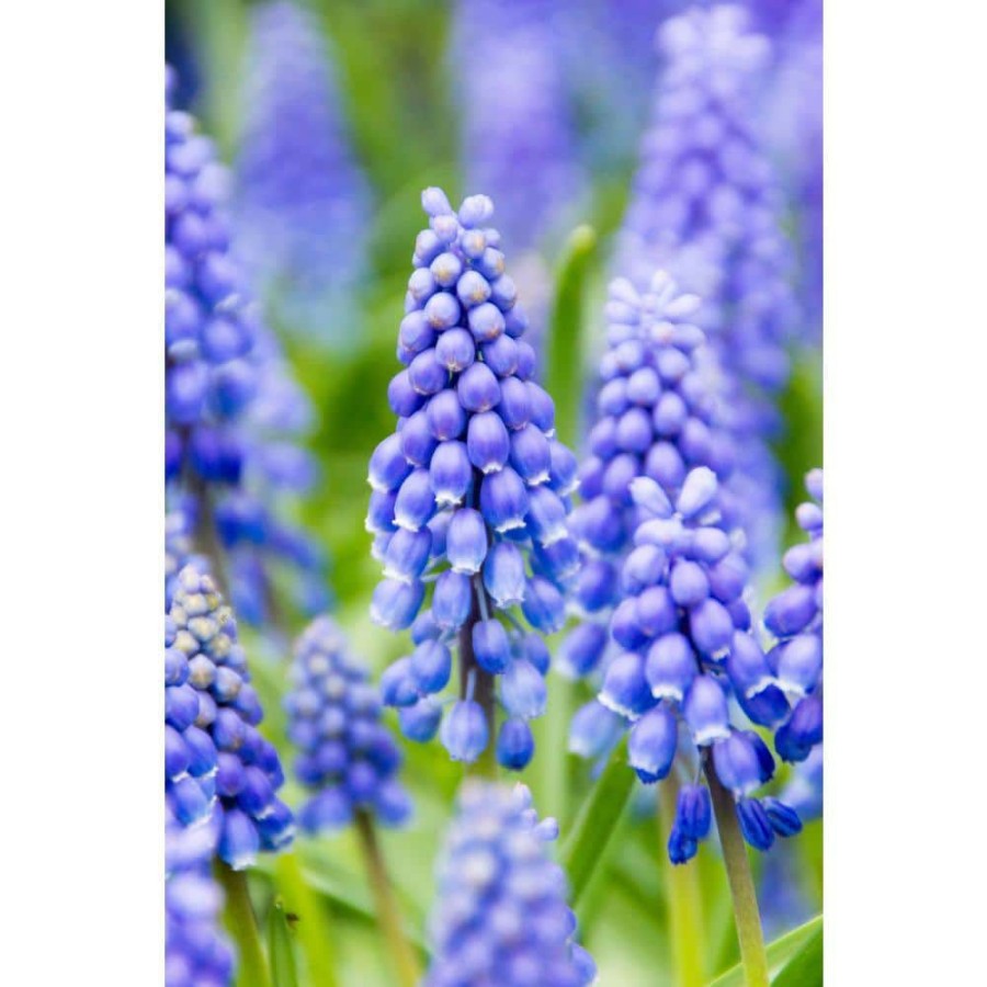 Garden Center * | Bloomsz Giant Hyacinth Mixture 12 Bulbs (12-Pack)