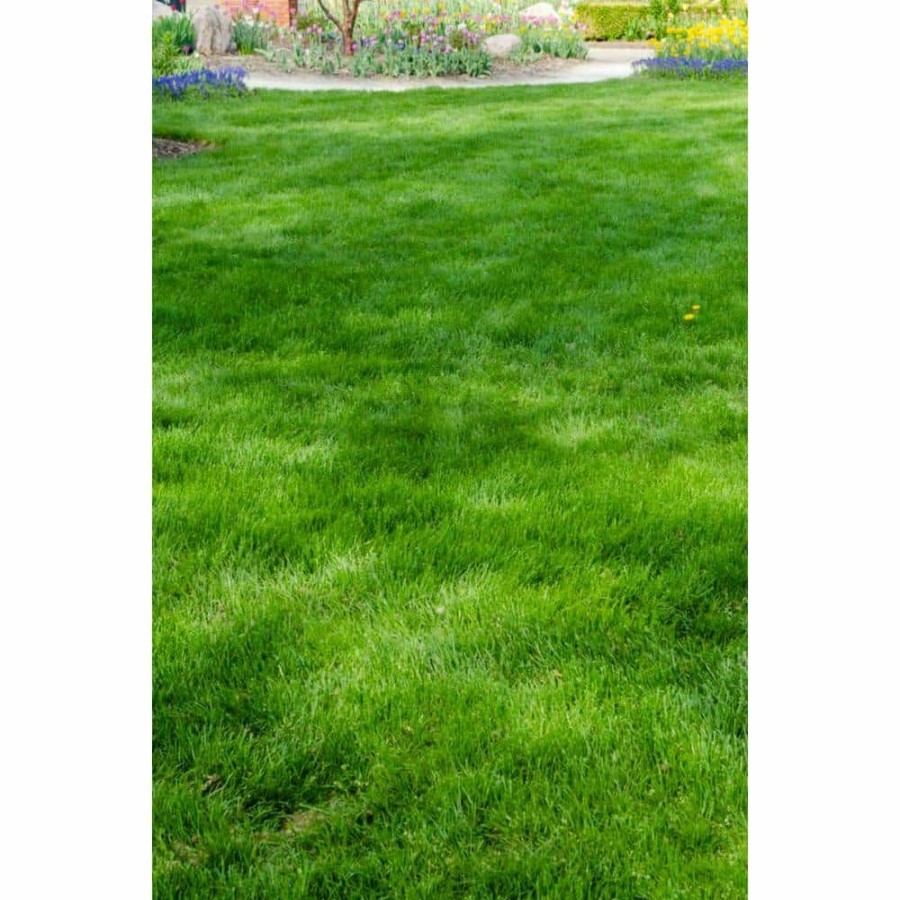 Garden Center * | Gardens Alive! 6 Lbs. All-Ways Greener Grass Seed Mixture