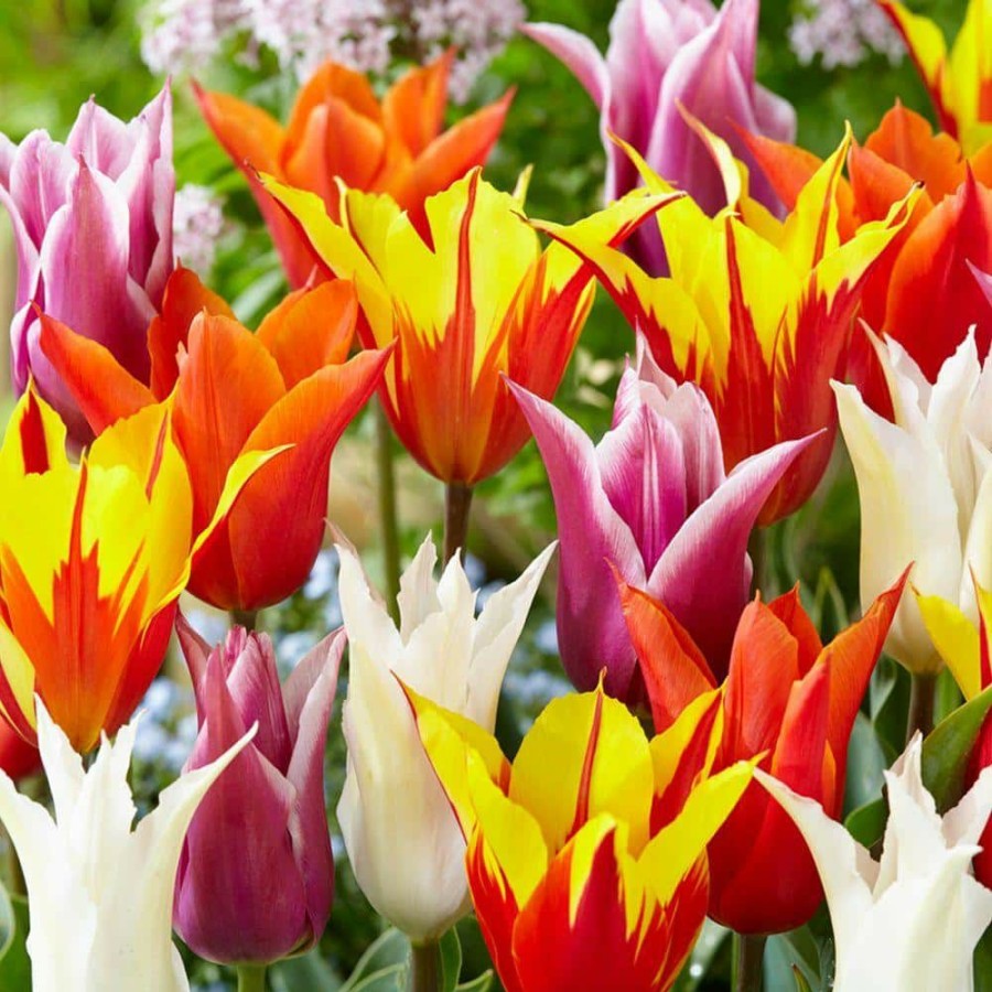 Garden Center * | Bloomsz Lily Flowered Tulip Bulb Mix Flower Bulb (8-Pack)