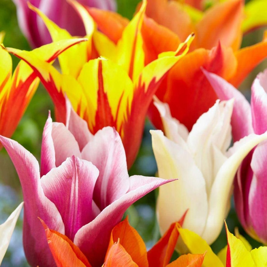 Garden Center * | Bloomsz Lily Flowered Tulip Bulb Mix Flower Bulb (8-Pack)