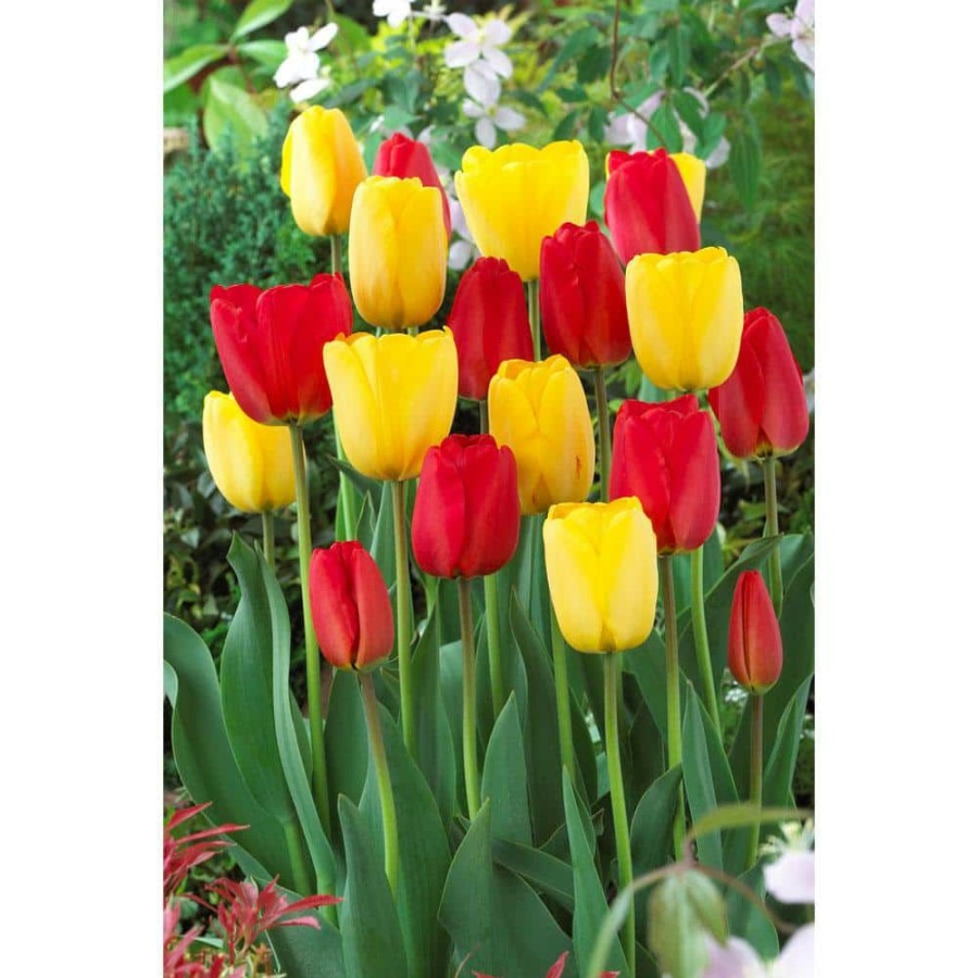 Garden Center * | Bloomsz Blend Van Gogh Tulip Bulbs (10-Pack)