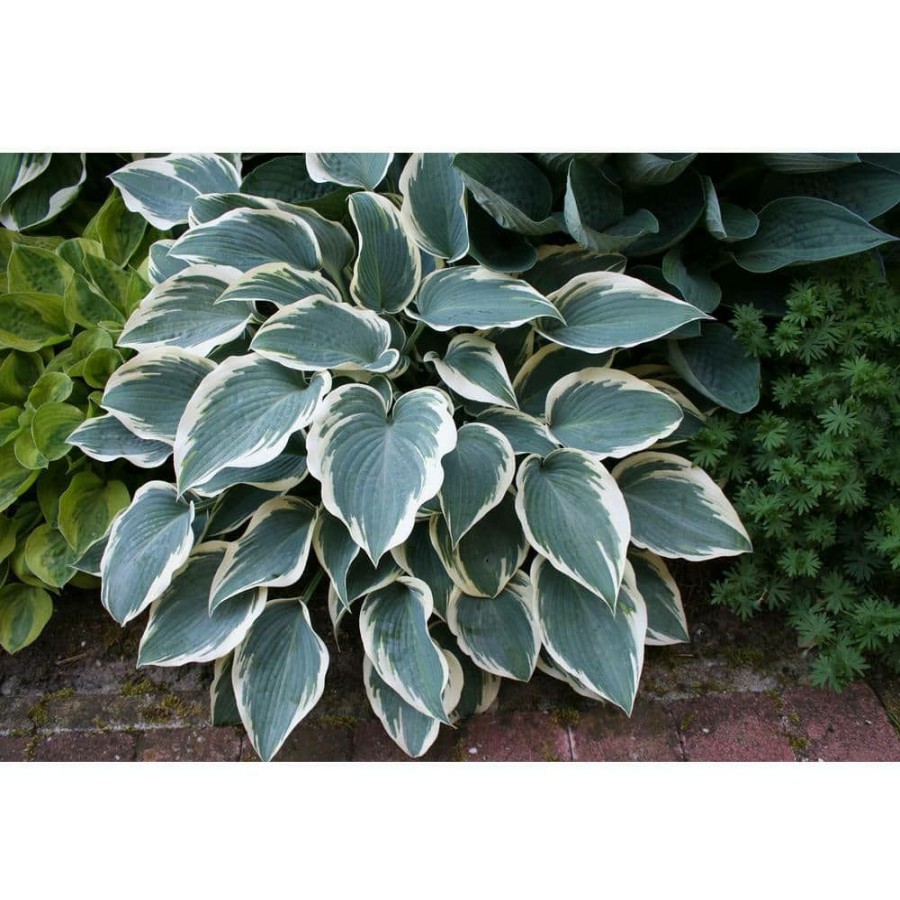 Garden Center * | Bloomsz El Nino Hosta Bulb (1-Pack)