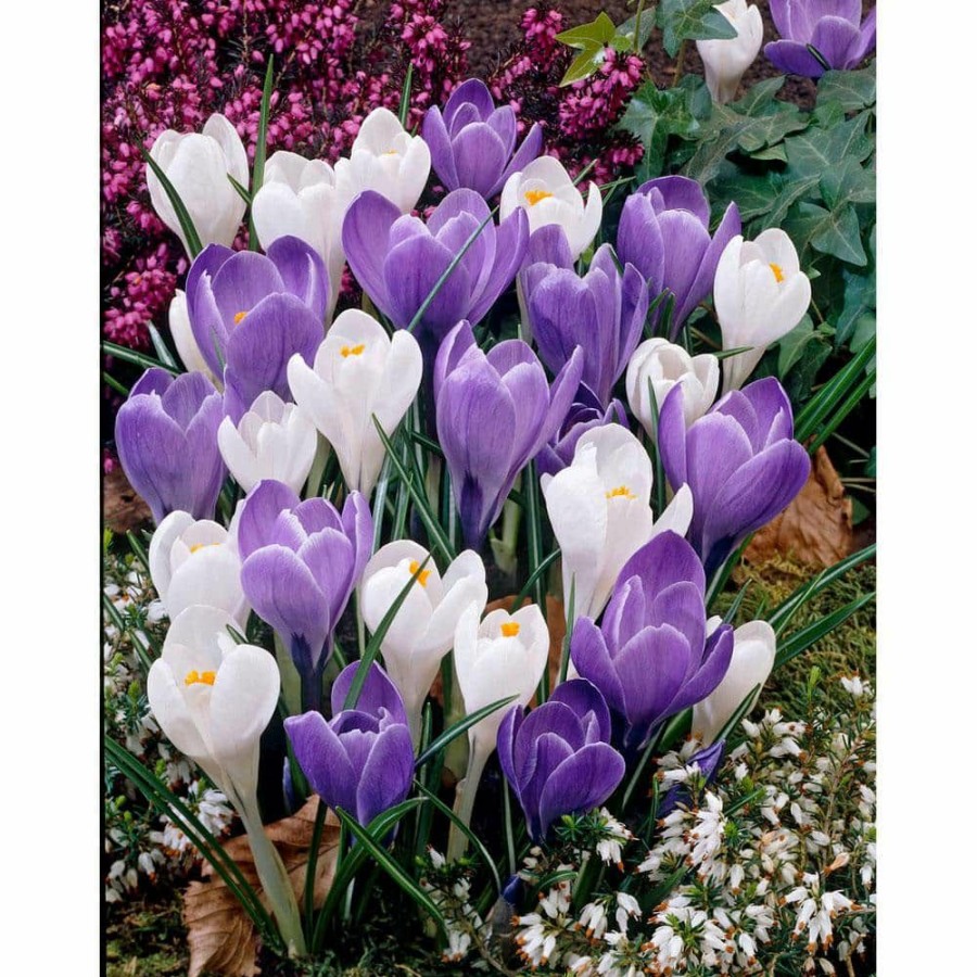 Garden Center * | Bloomsz Crocus Blue Ice Bulbs (15-Pack)