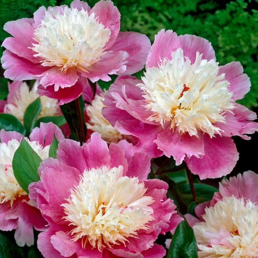 Garden Center * | Bloomsz Bowl Of Beauty Peony Roots (5-Pack)