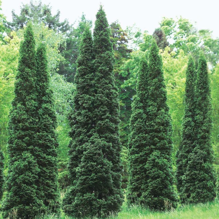 Garden Center * | Gardens Alive! 24 In. To 30 In. Tall Emerald Green Arborvitae (Thuja), Live Evergreen Bareroot Plant (1-Pack)