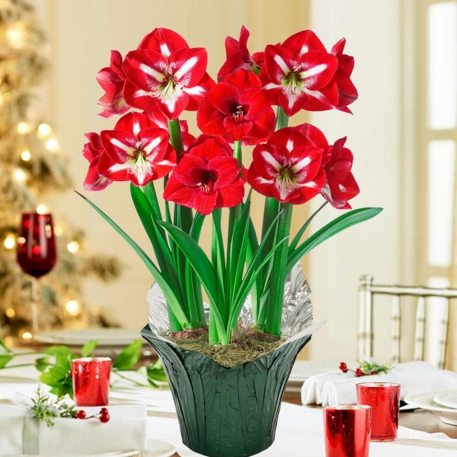 Garden Center * | Gardens Alive! Red And White Delight Flowering Amaryllis (Hippaestrum) 3 Bulb Kit With 9 In. Pot