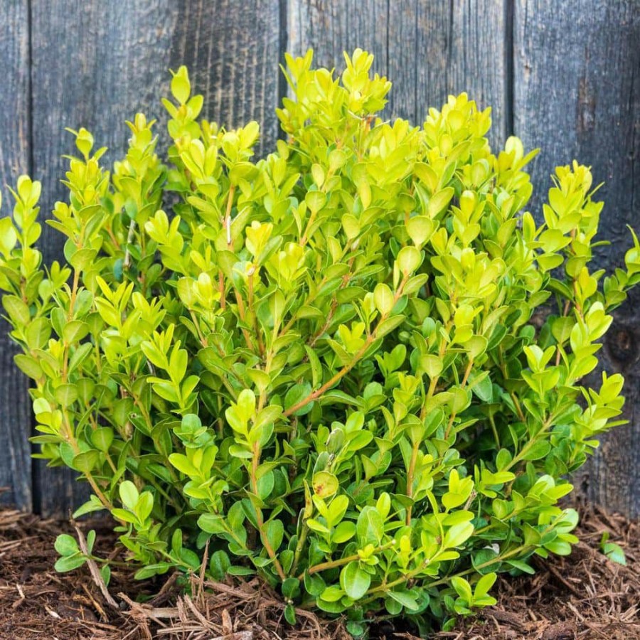 Garden Center * | Gardens Alive! 2.25 Gal. Pot Winter Gem Boxwood (Buxus), Live Broadleaf Evergreen Shrub (1-Pack)