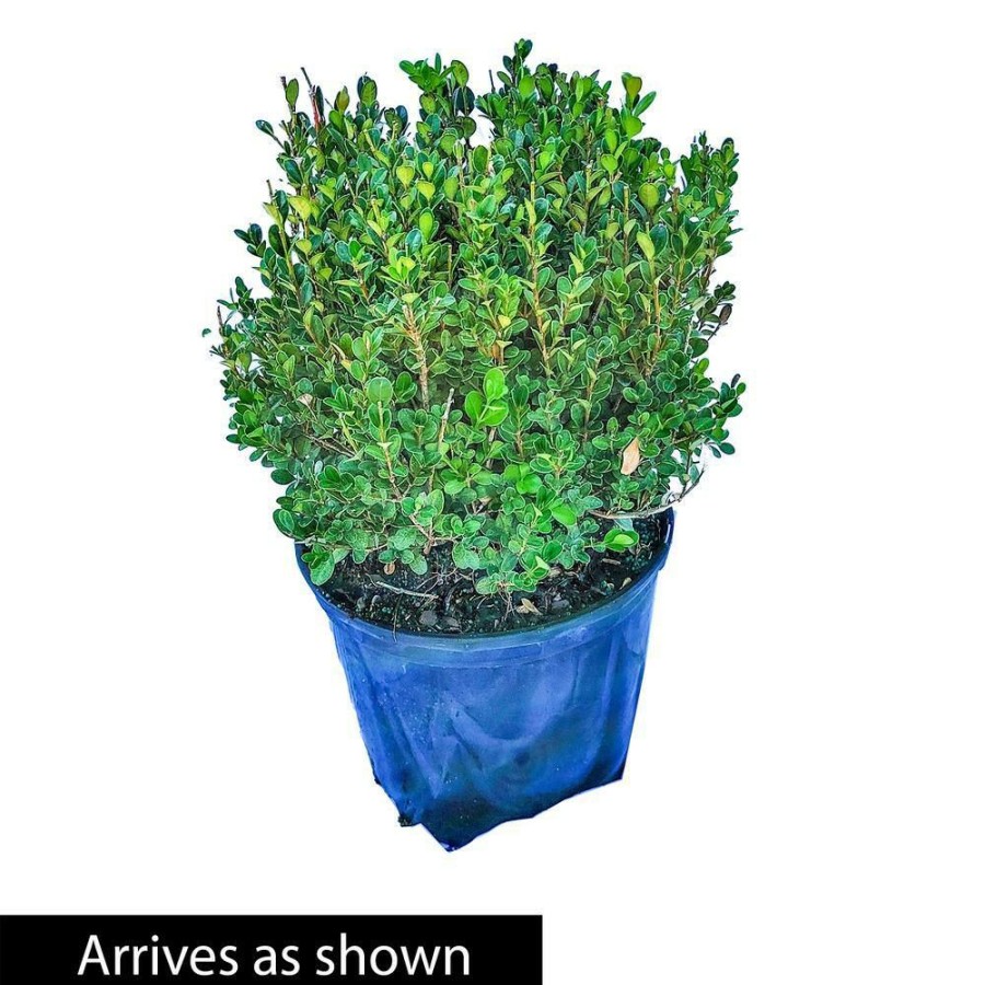 Garden Center * | Gardens Alive! 2.25 Gal. Pot Winter Gem Boxwood (Buxus), Live Broadleaf Evergreen Shrub (1-Pack)