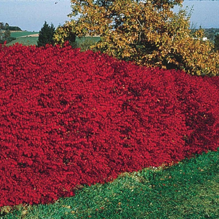 Garden Center * | Gardens Alive! 24 In. To 30 In. Tall Burning Bush (Euonymus), Live Deciduous Bareroot Shrub, Green Foliage Turns Red In Fall (1-Pack)