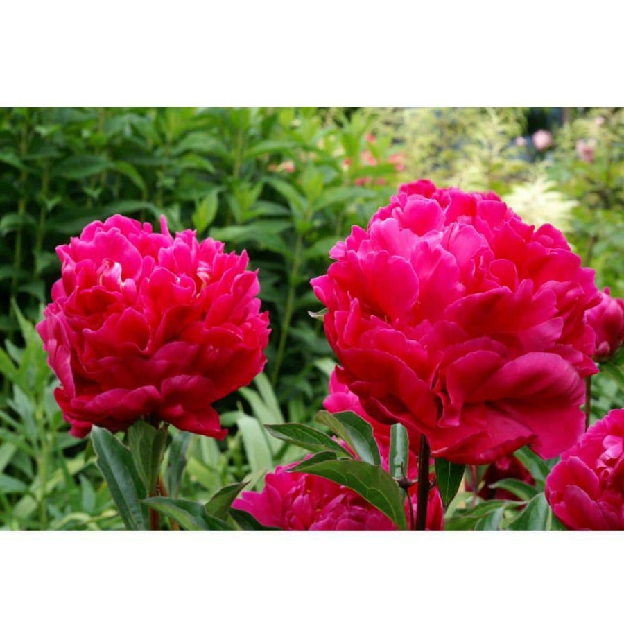 Garden Center * | Bloomsz Karl Rosenfield Peony