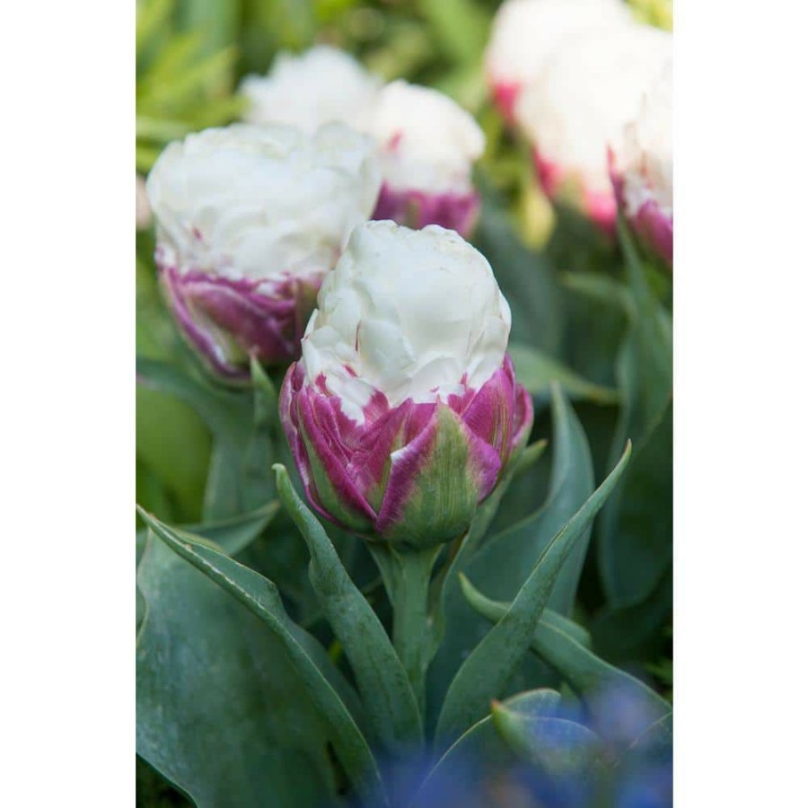 Garden Center * | Bloomsz Tulipa Ice Cream Bulbs (7-Pack)