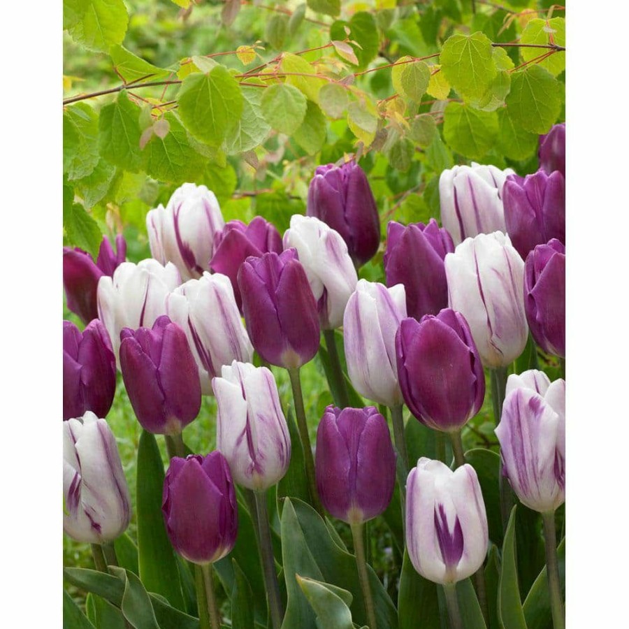 Garden Center * | Bloomsz Blend Atlantic Tulip Bulbs (10-Pack)