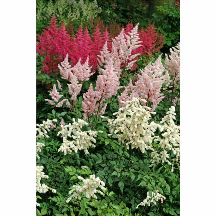 Garden Center * | Bloomsz Astilbe Collection Bulbs (8-Pack)