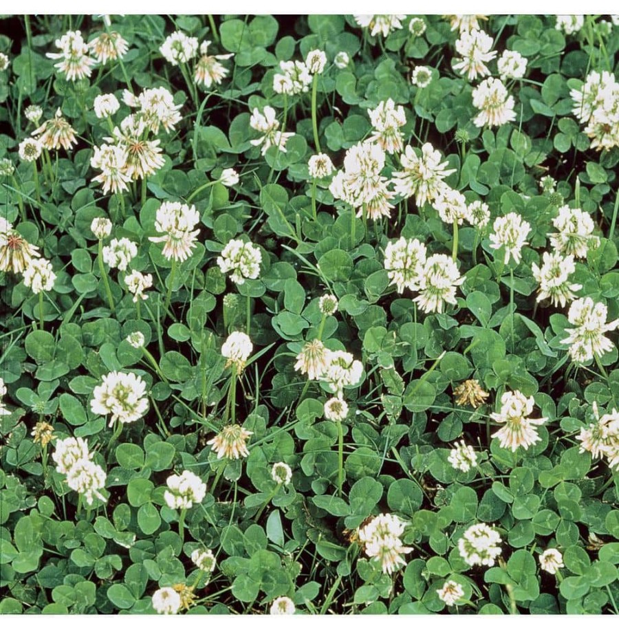 Garden Center * | Gardens Alive! 1 Lb. White Dutch Clover, Provides Erosion Control