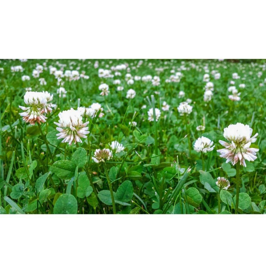 Garden Center * | Gardens Alive! 1 Lb. White Dutch Clover, Provides Erosion Control