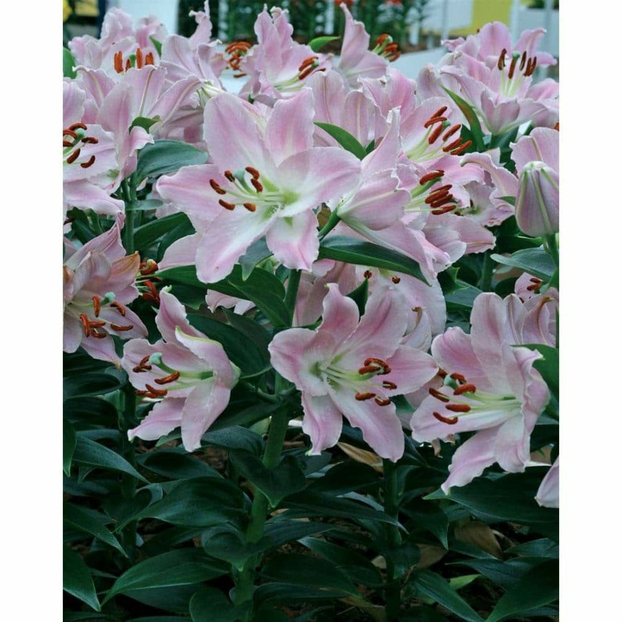 Garden Center * | Bloomsz Souvenir Oriental Lilium Bulb (1-Pack)