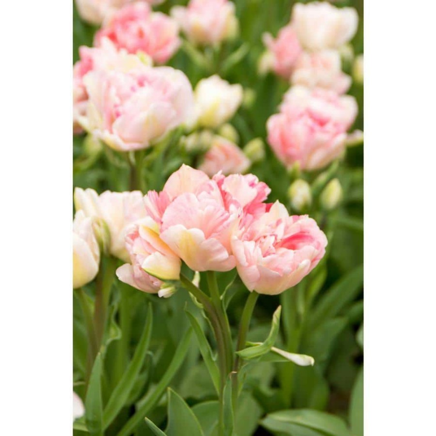 Garden Center * | Bloomsz Tulipa Angelique Bulbs (8-Pack)