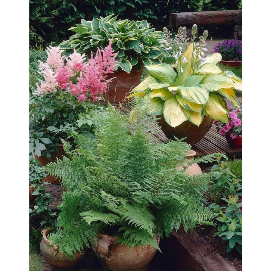 Garden Center * | Bloomsz Great Shade Patio Perennial Collection Roots (3-Pack)