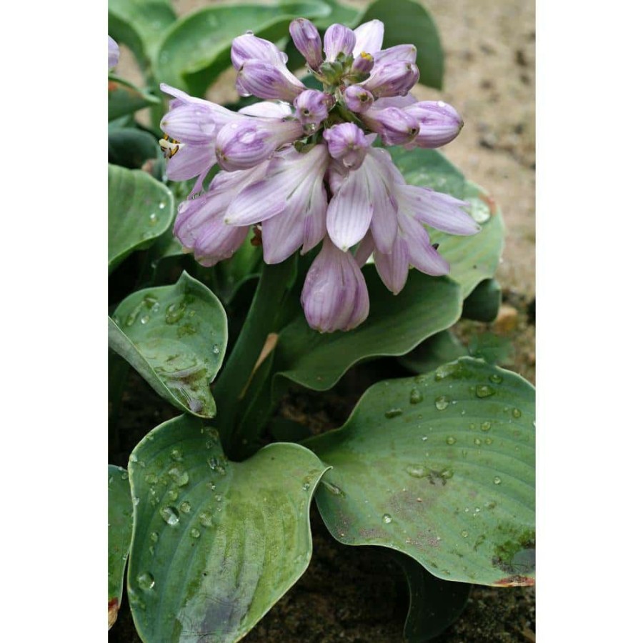 Garden Center * | Bloomsz Blue Mouse Ears Hosta Bulb (1-Pack)