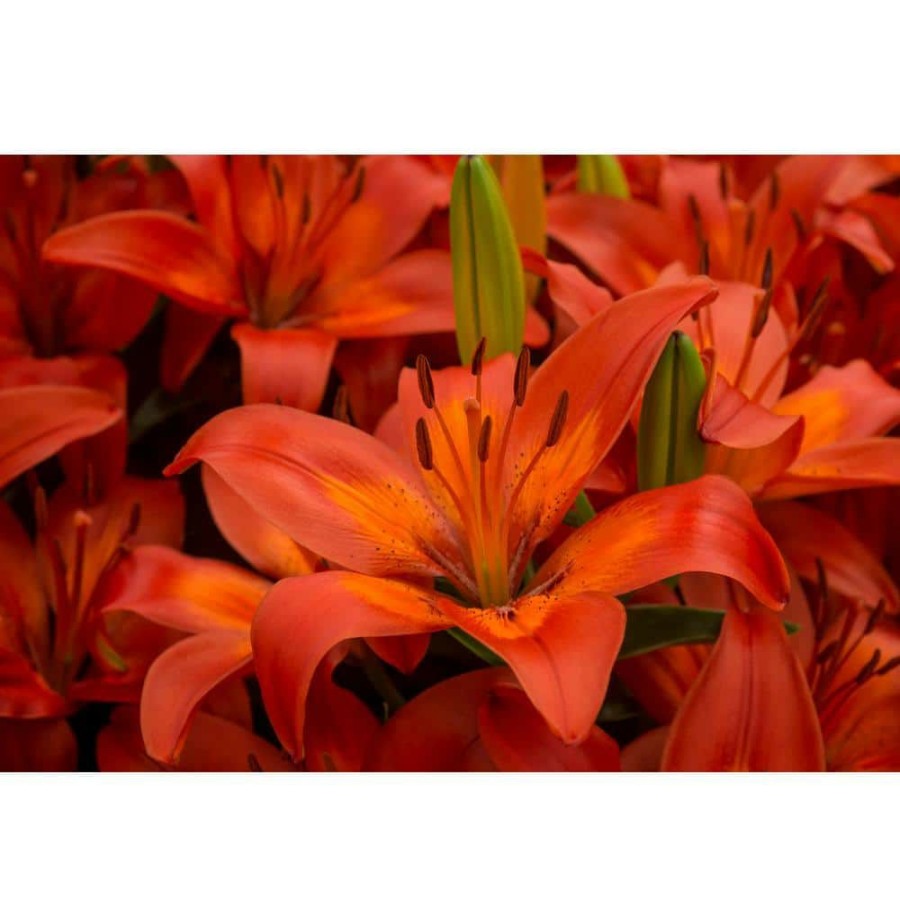 Garden Center * | Bloomsz Matrix Asiatic Lilium Bulb (1-Pack)