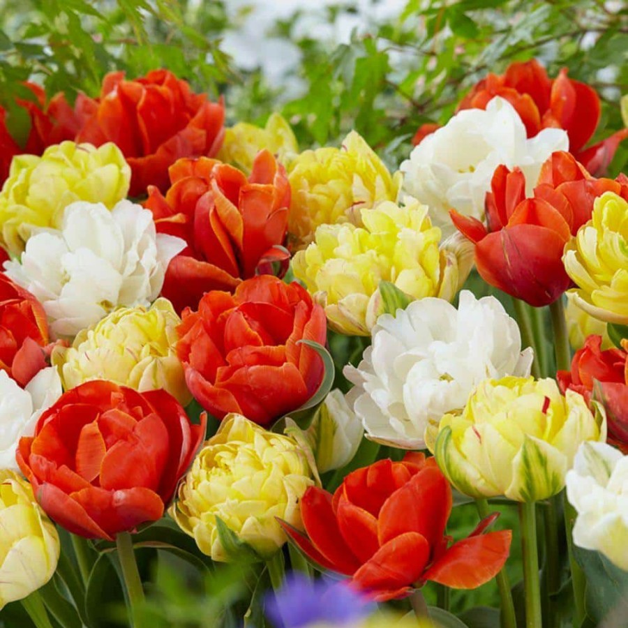 Garden Center * | Bloomsz Double Late Tulip Mix Flower Bulb (8-Pack)