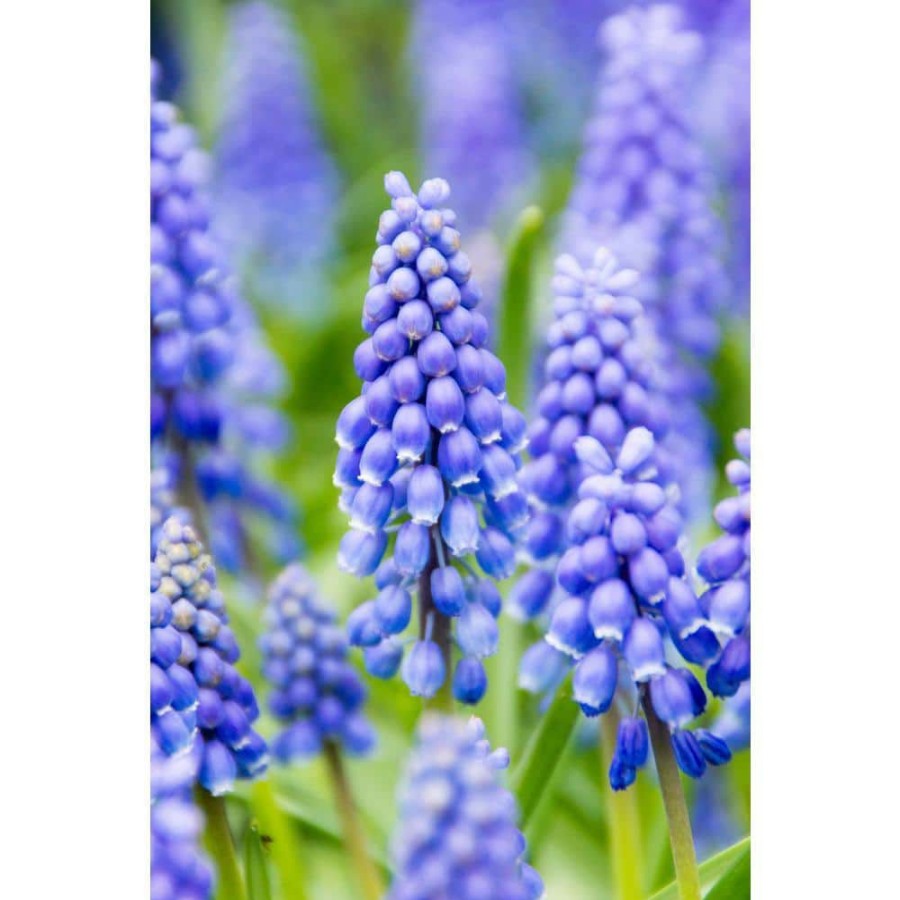 Garden Center * | Bloomsz Blue Grape Hyacinths Super Sak (60-Pack)