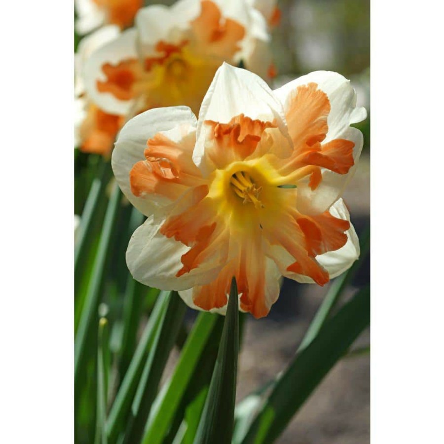 Garden Center * | Bloomsz Narcis Apricot Witr Bulbs (8-Pack)