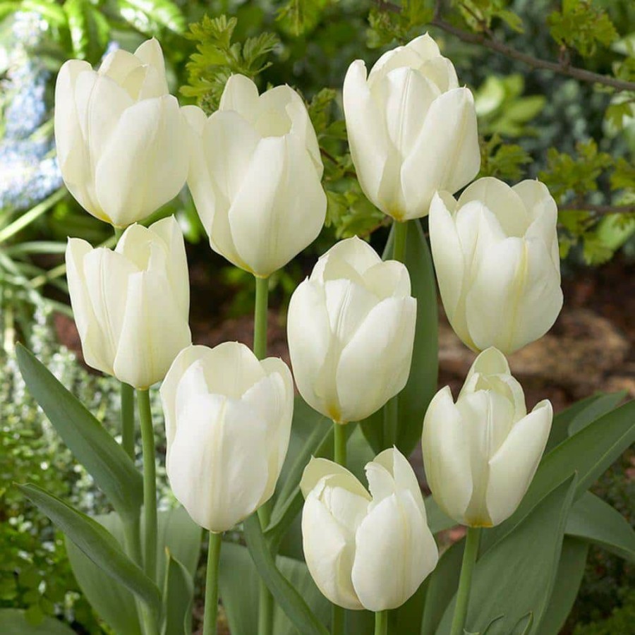 Garden Center * | Bloomsz Tulip White Emperor Flower Bulb (10-Pack)