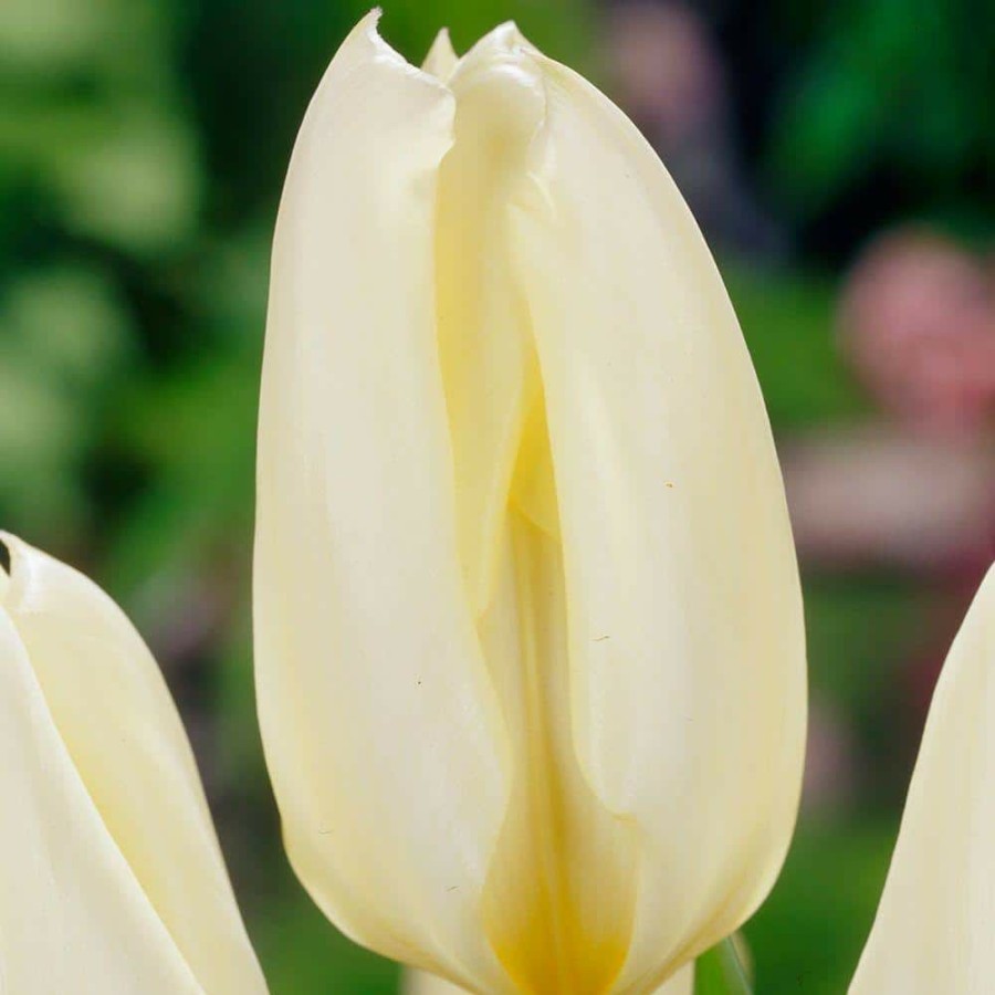 Garden Center * | Bloomsz Tulip White Emperor Flower Bulb (10-Pack)